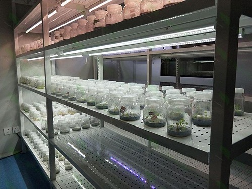 东阳植物组织培养实验室设计建设方案